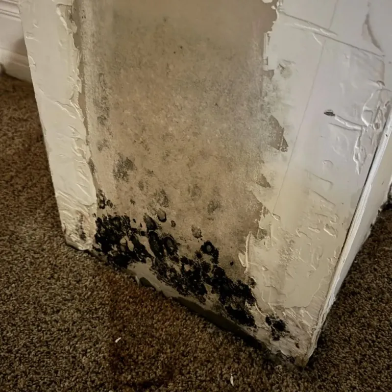 Professional Mold Removal in North Edwards, CA